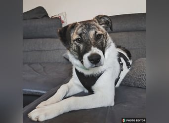 Cookie, Kuschelprofi mit Charakter, PS in 33034 Brakel