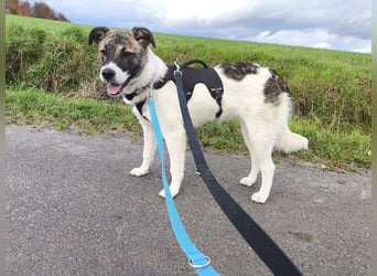 Cookie, Kuschelprofi mit Charakter, PS in 33034 Brakel