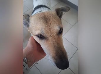 Henriko sein ruhiges Zuhause, PS in 85435 Erding