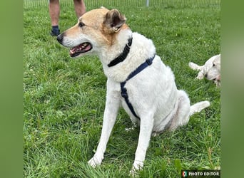 Henriko sein ruhiges Zuhause, PS in 85435 Erding