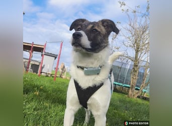 Cookie, Kuschelprofi mit Charakter, PS in 33034 Brakel