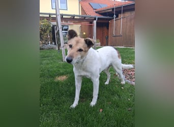 Henriko sein ruhiges Zuhause, PS in 85435 Erding