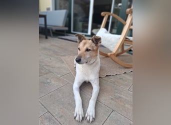 Henriko sein ruhiges Zuhause, PS in 85435 Erding