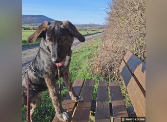 Smarty, kleiner Wirbelwind mit großem Herz, PS in 31863 Coppenbrügge