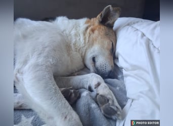 Henriko sein ruhiges Zuhause, PS in 85435 Erding