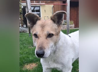 Henriko sein ruhiges Zuhause, PS in 85435 Erding