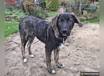 Smarty, kleiner Wirbelwind mit großem Herz, PS in 31863 Coppenbrügge