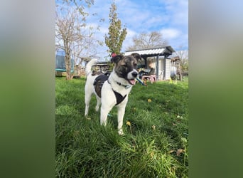 Cookie, Kuschelprofi mit Charakter, PS in 33034 Brakel