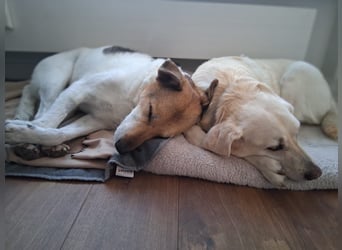 Henriko sein ruhiges Zuhause, PS in 85435 Erding