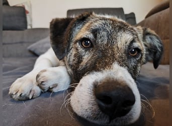 Cookie, Kuschelprofi mit Charakter, PS in 33034 Brakel