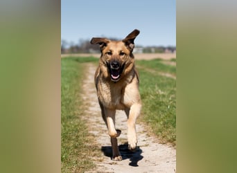 Alma: Herz auf vier Pfoten sucht ihr Glück (in 41515 Grevenbroich)