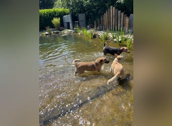 Alma: Herz auf vier Pfoten sucht ihr Glück (in 41515 Grevenbroich)