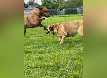Alma: Herz auf vier Pfoten sucht ihr Glück (in 41515 Grevenbroich)