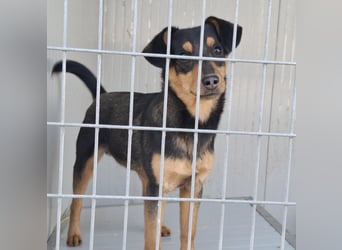 Süßer, kleiner AIKO auf der Suche nach einem warmen Körbchen