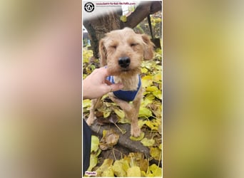 Bildhübscher Manolo sucht ein Zuhause