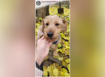 Bildhübscher Manolo sucht ein Zuhause