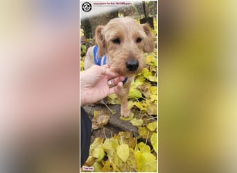 Bildhübscher Manolo sucht ein Zuhause