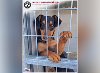 Süßer, kleiner AIKO auf der Suche nach einem warmen Körbchen