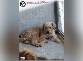 Notfellchen PATI sucht dringend einfühlsame Menschen