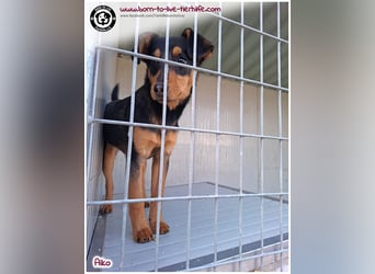 Süßer, kleiner AIKO auf der Suche nach einem warmen Körbchen