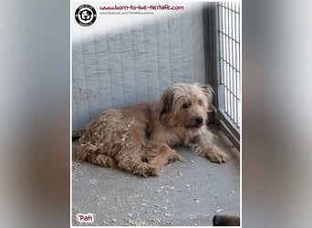Notfellchen PATI sucht dringend einfühlsame Menschen