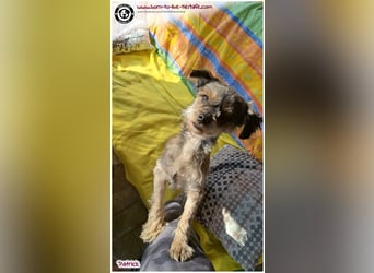 Süsser Patrick sucht ein Körbchen
