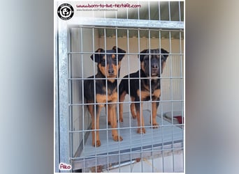 Süßer, kleiner AIKO auf der Suche nach einem warmen Körbchen