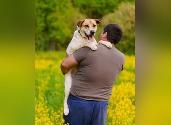 Shonny .. Wer gibt ihm sein für immer zu hause