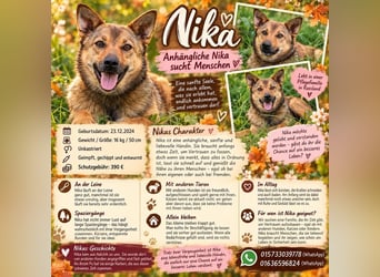 Anhängliche Nika sucht Menschen