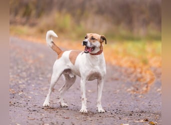 Shonny .. Wer gibt ihm sein für immer zu hause