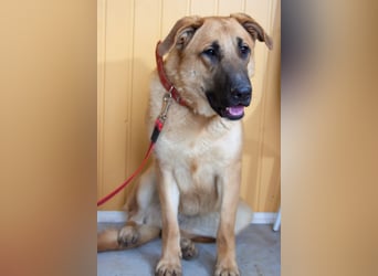 Junge hübsche Leia sucht Familie