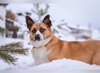 Astra sieht nicht perfekt aus, aber hat ein großes Herz