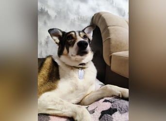 Traum zuhause für Choppy gesucht