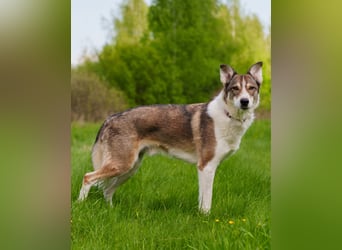 Traum zuhause für Choppy gesucht