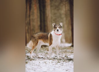 Traum zuhause für Choppy gesucht