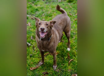 Hündin Archie sucht ein Zuhause