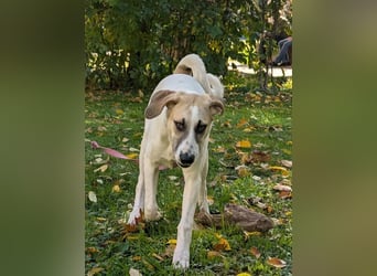 Zuckersüße Bohne sucht zuhause für immer