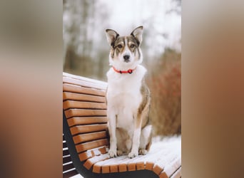 Traum zuhause für Choppy gesucht