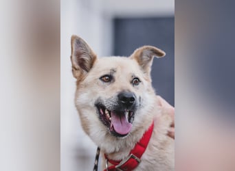 Skye treue seele sucht ....