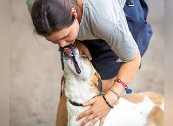 Shonny .. Wer gibt ihm sein für immer zu hause