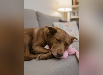 Hündin Archie sucht ein Zuhause