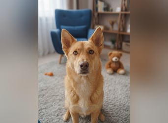 Wunderschöne Vesta sucht ihren platz