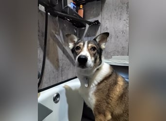 Traum zuhause für Choppy gesucht