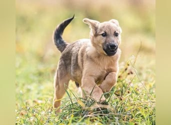 Kleiner Diesel sucht seine Menschen für immer