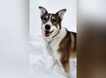 Traum zuhause für Choppy gesucht