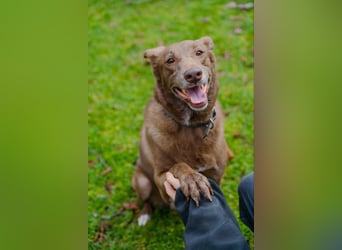 Hündin Archie sucht ein Zuhause