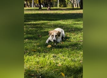 Zuckersüße Bohne sucht zuhause für immer