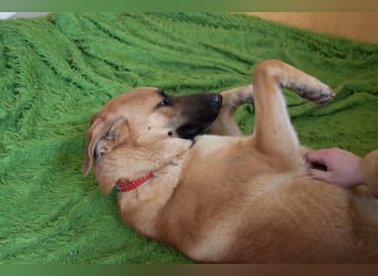 Junge hübsche Leia sucht Familie