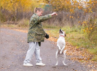 Shonny .. Wer gibt ihm sein für immer zu hause
