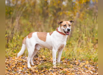 Shonny .. Wer gibt ihm sein für immer zu hause